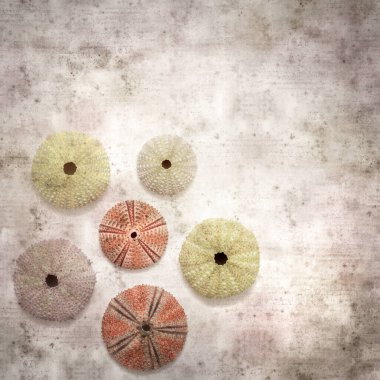 Deniz kestanesi iskeletleri olan şık desenli eski kağıt arka plan