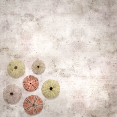 Deniz kestanesi iskeletleri olan şık desenli eski kağıt arka plan