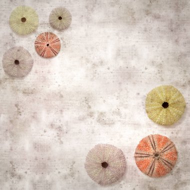 Deniz kestanesi iskeletleri olan şık desenli eski kağıt arka plan