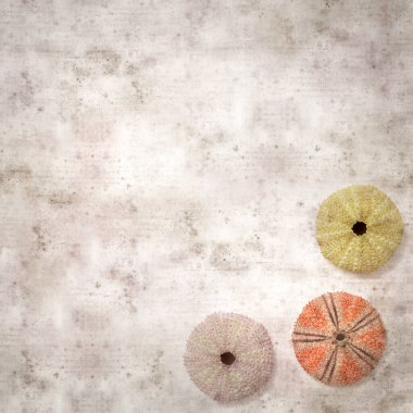 Deniz kestanesi iskeletleri olan şık desenli eski kağıt arka plan