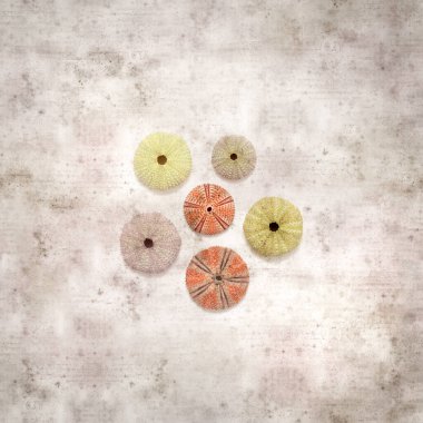 Deniz kestanesi iskeletleri olan şık desenli eski kağıt arka plan