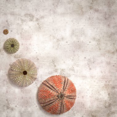 Deniz kestanesi iskeletleri olan şık desenli eski kağıt arka plan