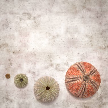 Deniz kestanesi iskeletleri olan şık desenli eski kağıt arka plan