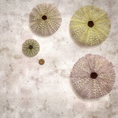 Deniz kestanesi iskeletleri olan şık desenli eski kağıt arka plan