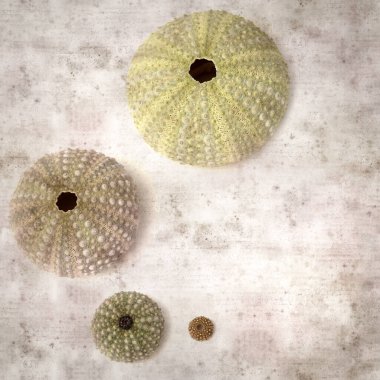 Deniz kestanesi iskeletleri olan şık desenli eski kağıt arka plan