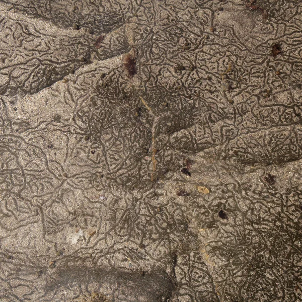 小海螺在浅层沙滩上形成的自然随机模式 — 图库照片