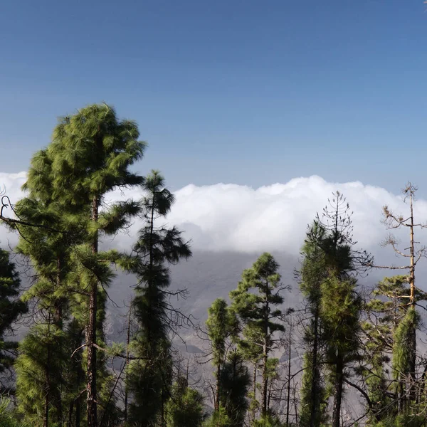 Gran Canaria Landscape Mountainous Part Island Nature Park Tamadaba Hiking — Stock Photo, Image