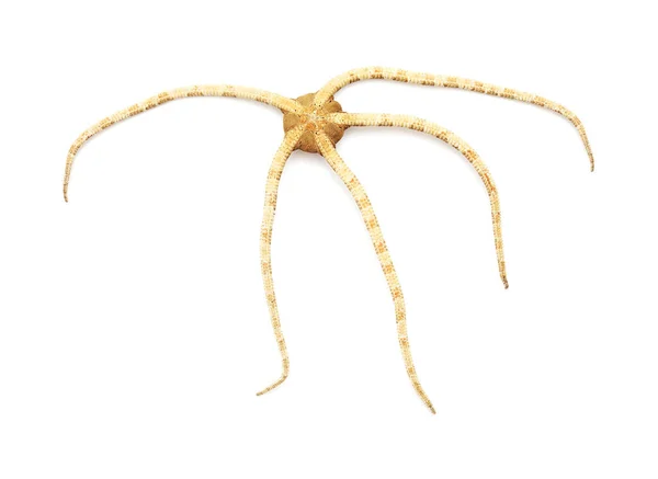 Fauna Oceano Atlântico Torno Gran Canaria Ophioderma Longicaudum Estrela Frágil — Fotografia de Stock