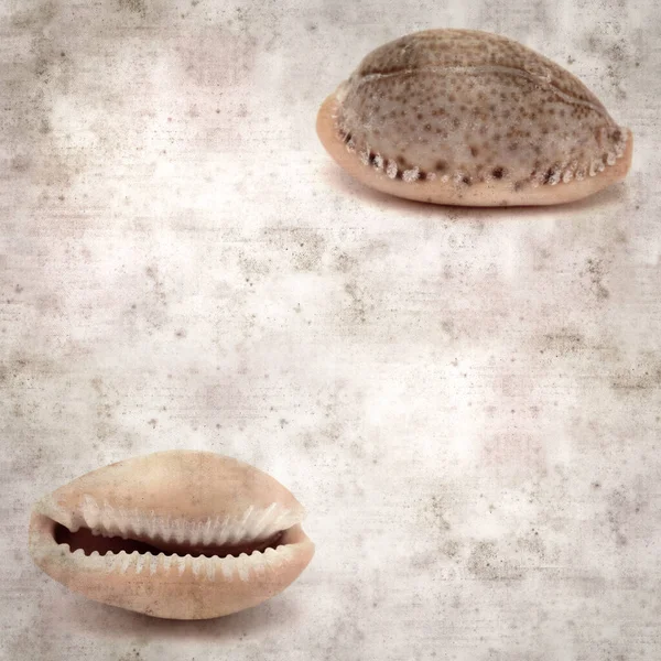 Küçük Cowrie Kabuğu Ile Biçimlendirilmiş Eski Kağıt Arkaplan — Stok fotoğraf