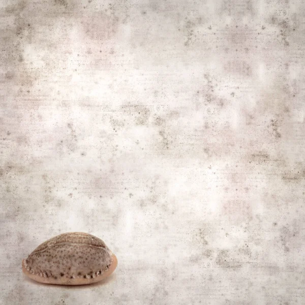Stylish Textured Old Paper Background Small Cowrie Shell — Stock Photo, Image