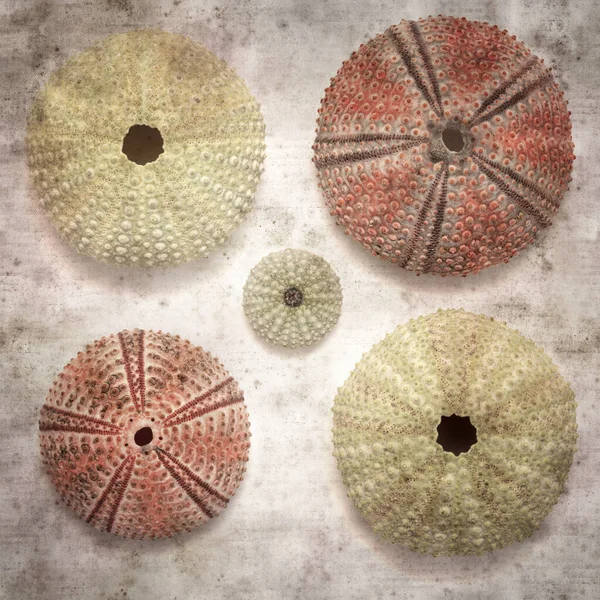 Stylish Textured Old Paper Background Sea Urchin Skeletons — Stock Photo, Image