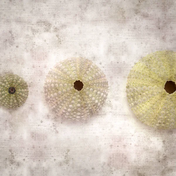 Stylish Textured Old Paper Background Sea Urchin Skeletons — Stock Photo, Image