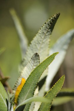 Gran Canaria 'dan Flora - Salvia canariensis, Kanarya adası adaçayı doğal makro çiçekli arka plan