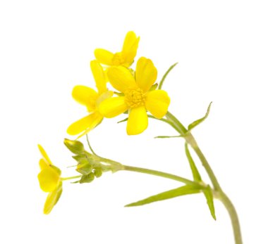 Gran Canaria 'dan Flora - Ranunculus Cortusifolius' un parlak sarı çiçekleri, Kanarya çiçekleri doğal makro çiçekli arka plan