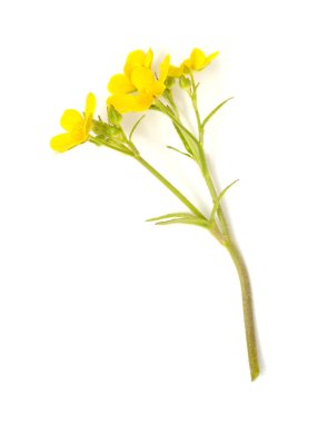 Gran Canaria 'dan Flora - Ranunculus Cortusifolius' un parlak sarı çiçekleri, Kanarya çiçekleri doğal makro çiçekli arka plan