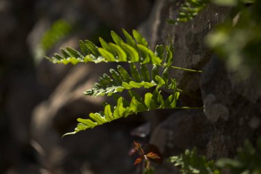 Yeşil eğreltiotu yaprakları doğal makro çiçekli arka plan