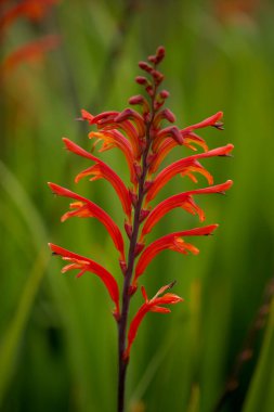 Gran Canaria 'dan Flora - Chasmanthe aethiopica, Kobra zambağı, doğal makro çiçekli türler ve istilacı türler