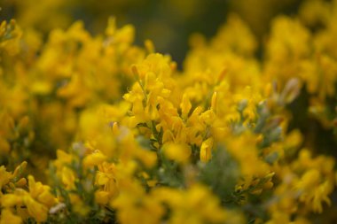 Gran Canaria 'dan Flora - Teline microphylla' nın parlak sarı çiçekleri, adaya özgü süpürge türleri, doğal makro çiçekli arka plan