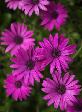 Çiçek açan Osteospermum, Afrika papatyası doğal çiçek arkaplanı