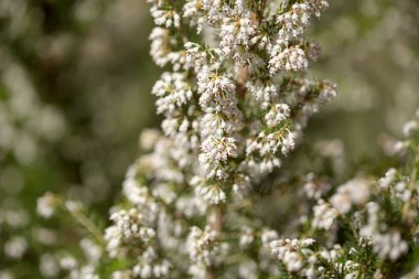 Gran Canaria 'dan Flora - Erica arborea ağacının küçük beyaz çiçekleri Heather doğal makro çiçekli arka plan