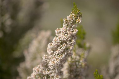 Gran Canaria 'dan Flora - Erica arborea ağacının küçük beyaz çiçekleri Heather doğal makro çiçekli arka plan