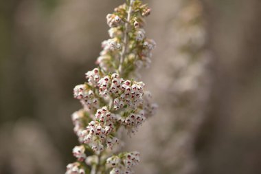 Gran Canaria 'dan Flora - Erica arborea ağacının küçük beyaz çiçekleri Heather doğal makro çiçekli arka plan