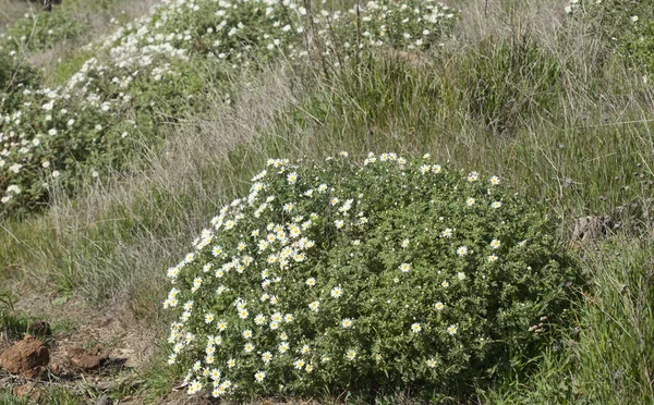 Flora Gran Canaria Argyranthemum Margarida Endémica Das Ilhas Canárias — Fotografia de Stock