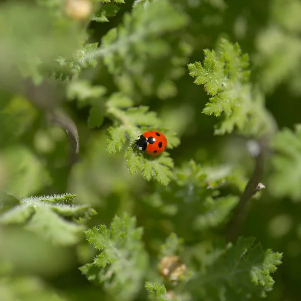 Fauna Gran Canaria Red Spotted Ladybug Marguerite Daisy Foliage — Stock Photo, Image