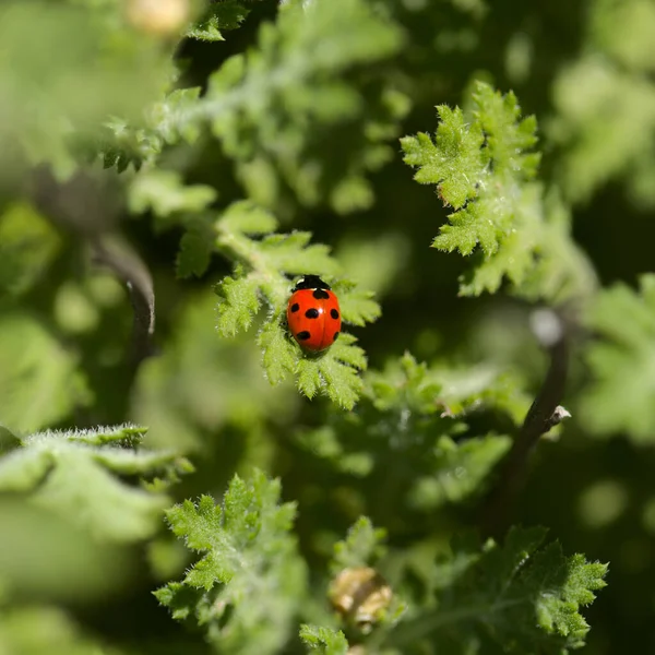 Fauna Gran Canaria Red Spotted Ladybug Marguerite Daisy Foliage — Stock Photo, Image