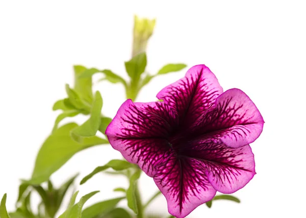 Cultivar Magenta Motifs Inhabituels Petunia Isolé Sur Fond Blanc — Photo