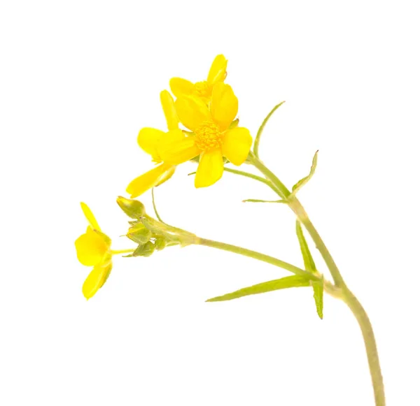 Flora Gran Canaria Bright Yellow Flowers Ranunculus Cortusifolius Canary Buttercup — Stock Photo, Image