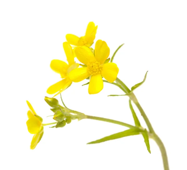 Flora Gran Canaria Flores Amarelas Brilhantes Ranunculus Cortusifolius Fundo Floral — Fotografia de Stock