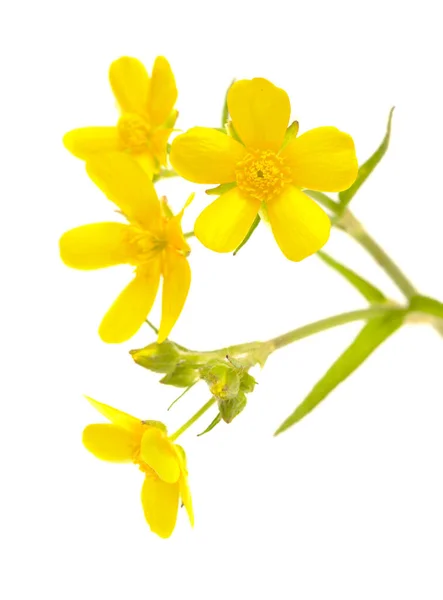 Flora Gran Canaria Fényes Sárga Virágok Ranunculus Cortusifolius Kanári Boglárka — Stock Fotó