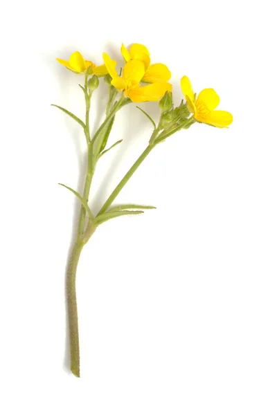 Flora Gran Canaria Bright Yellow Flowers Ranunculus Cortusifolius Canary Buttercup — Stock Photo, Image