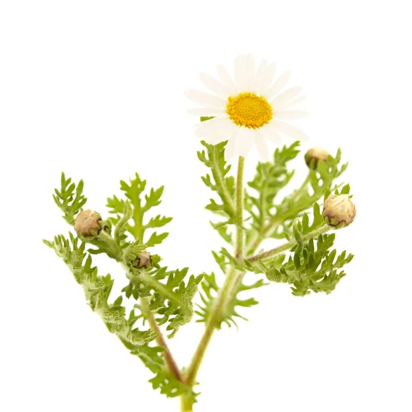 Flora Gran Canaria Argyranthemum Marguerite Tusensköna Endemisk Till Kanarieöarna — Stockfoto