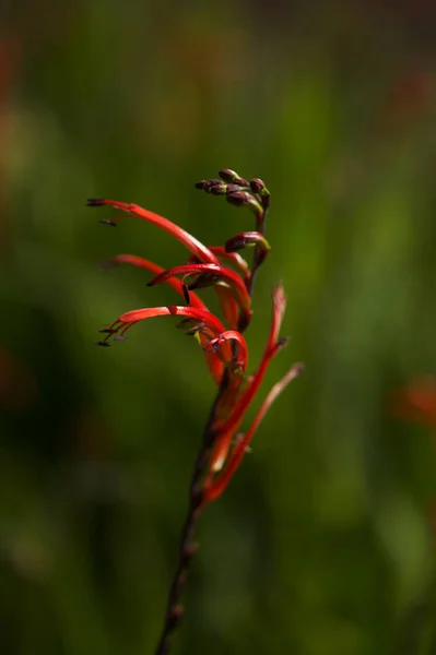 Flóra Gran Canaria Chasmanthe Aethiopica Cobra Lily Vysazené Invazivní Druhy — Stock fotografie