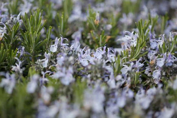 Çiçekli Mavi Şifalı Bitki Biberiye Doğal Makro Çiçek Arkaplanı — Stok fotoğraf