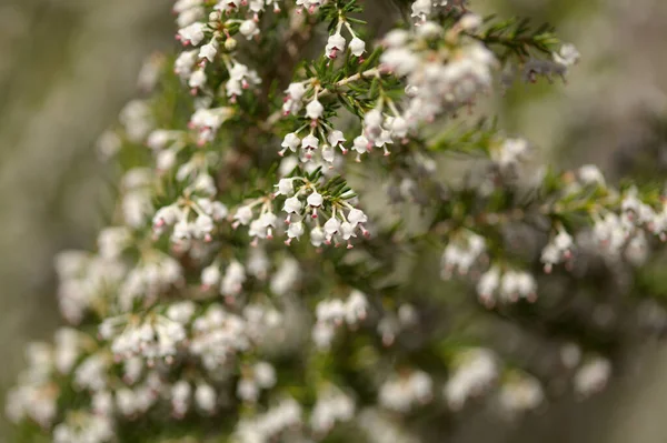 Flore Gran Canaria Petites Fleurs Blanches Erica Arborea Arbre Bruyère — Photo