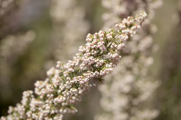 Flore Gran Canaria Petites Fleurs Blanches Erica Arborea Arbre Bruyère — Photo