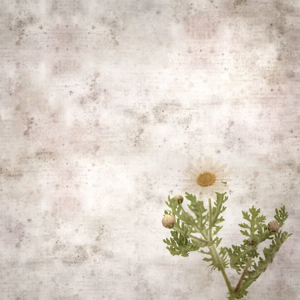 Квадратний Стилістичний Старовинний Текстурований Папір Пурпуровими Квітами Argyranthemum Marguerite Daisy — стокове фото