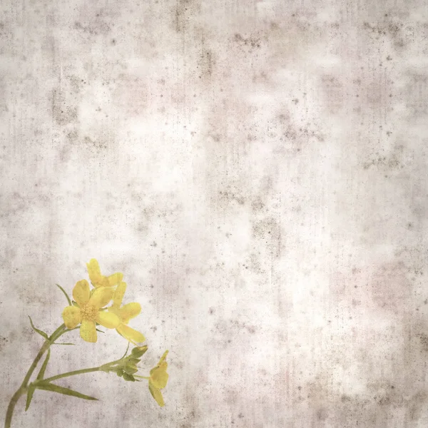 Квадратний Стильний Старовинний Текстурований Папір Пурпуровими Квітками Ranunculus Cortusifolius Azores — стокове фото