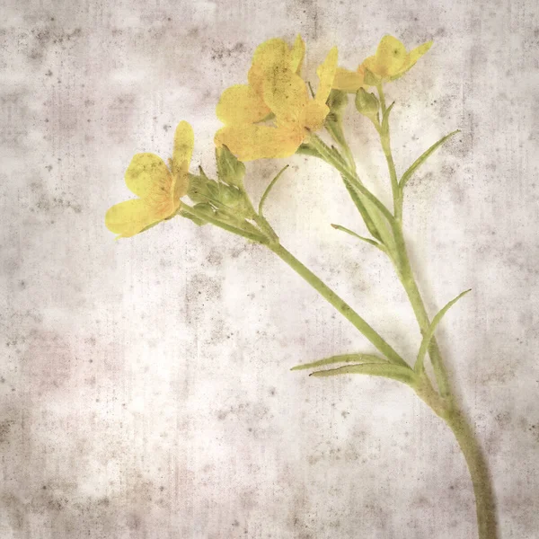 Square Stylish Old Textured Paper Background Magenta Flowers Ranunculus Cortusifolius — Stock Photo, Image