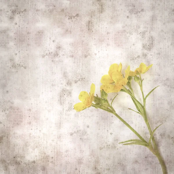 Vierkante Stijlvolle Oude Textuur Papier Achtergrond Met Magenta Bloemen Ranunculus — Stockfoto