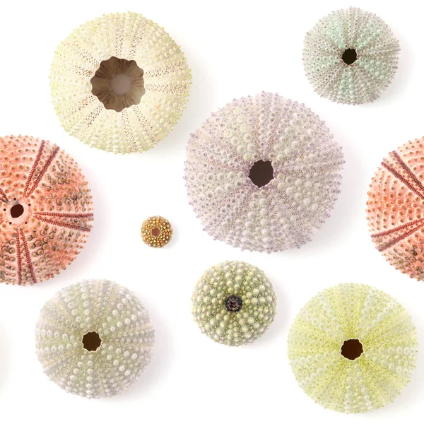 Fauna Atlantic Ocean Gran Canaria Skeletons Paracentrotus Sea Urchin Seamless — Stock Photo, Image