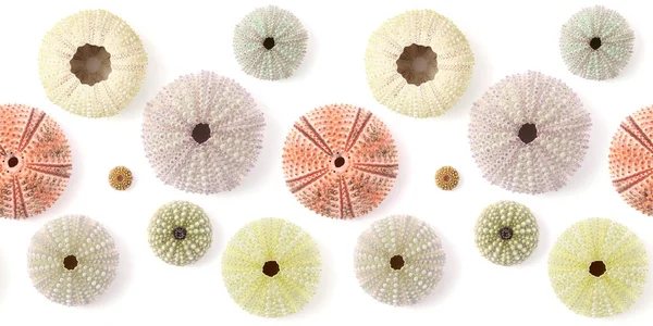 Fauna Atlantic Ocean Gran Canaria Skeletons Paracentrotus Sea Urchin Seamless — Stock Photo, Image