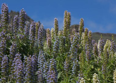 Gran Canaria 'dan Flora - Echium callithyrsum, Tenteniguada' nın mavi buglosu, adaya özgü, doğal makro çiçekli arka plan