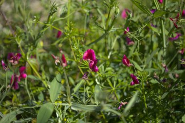 Gran Canaria 'dan Flora - Lathyrus tingitanus, Tangier bezelye doğal makro çiçekli arka plan