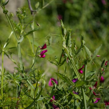 Gran Canaria 'dan Flora - Lathyrus tingitanus, Tangier bezelye doğal makro çiçekli arka plan