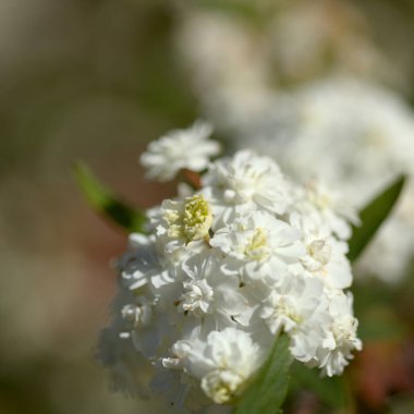 Çifte çiçekli beyaz Spiraea çalısı olan doğal makro çiçek arkaplanı.