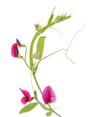 Gran Canaria 'dan Flora - Lathyrus tingitanus, Tangier bezelye doğal makro çiçekli arka plan